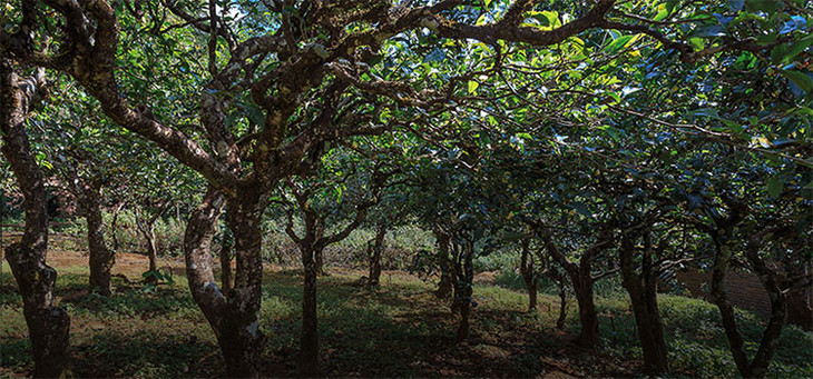 2023年小戶賽古樹春茶品質(zhì)怎么樣？