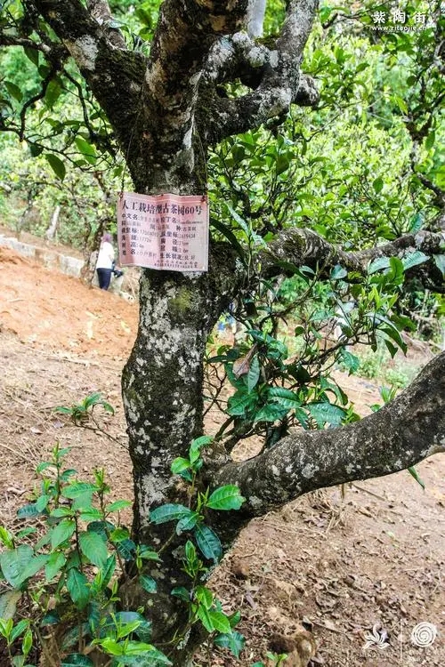 2023年小戶賽古樹春茶特點(diǎn)是什么？