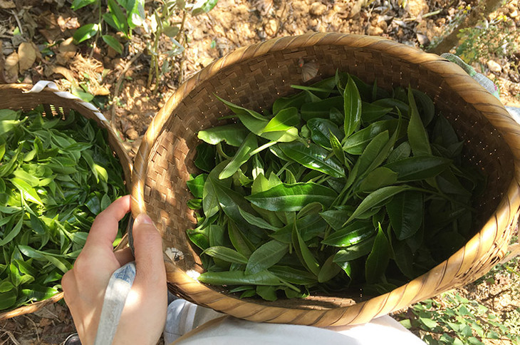 2023小戶賽古樹春茶價(jià)格是多少？