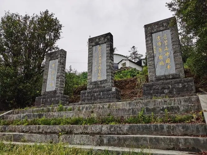 2023年白鶯山古樹春茶品質(zhì)如何？