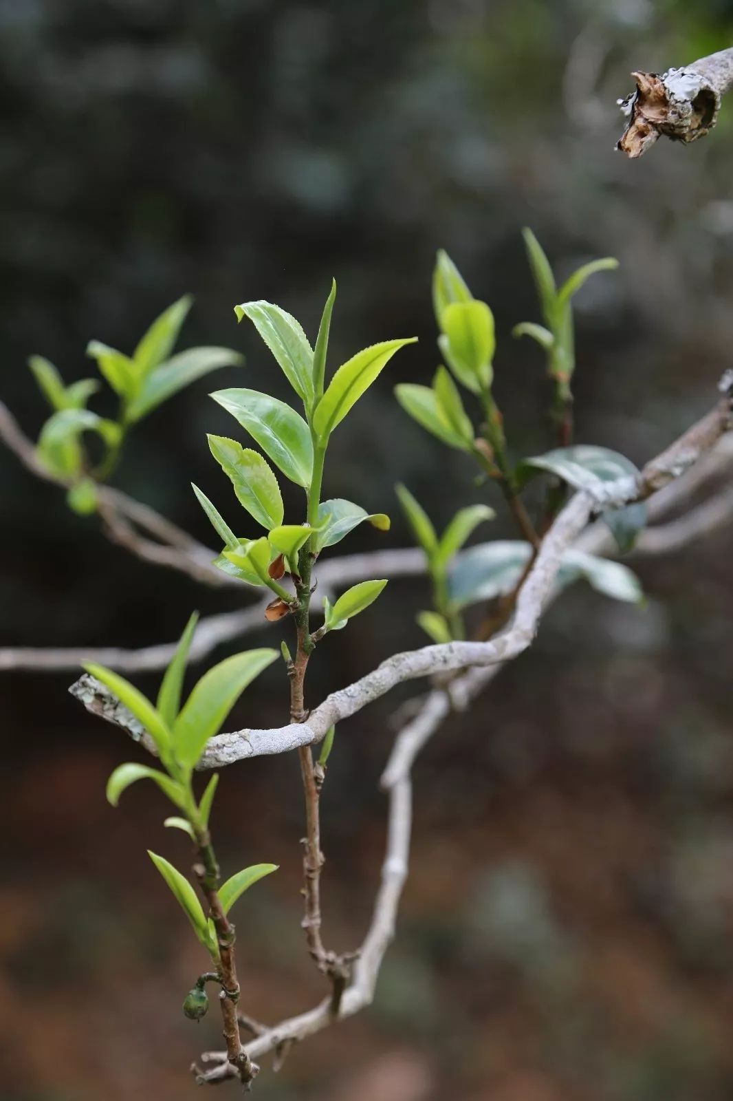 2023年昔歸古樹春茶特點是什么？