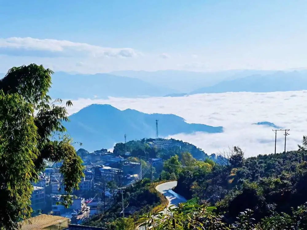 2023年邦東古樹春茶品質(zhì)如何？