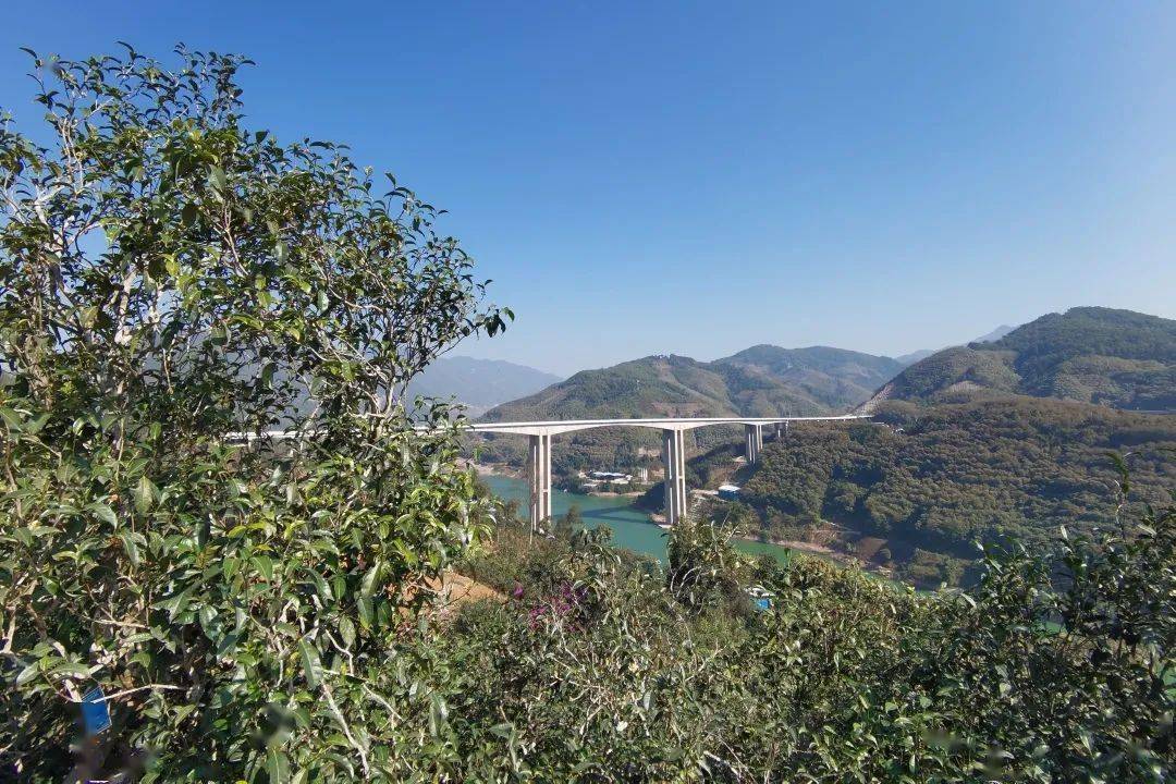 2023年邦東古樹春茶口感怎么樣？