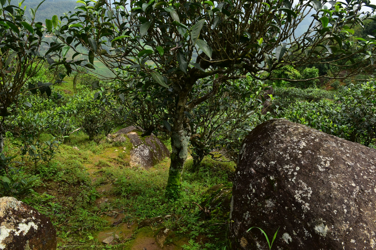 2023年邦東古樹春茶特點是什么？