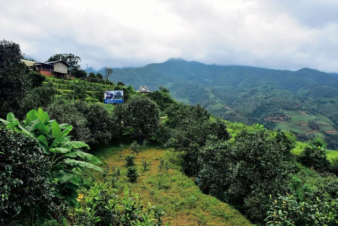 2023年邦東古樹春茶多少一公斤？