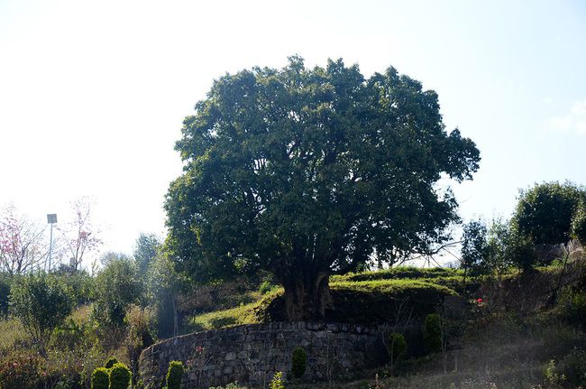 2023年香竹箐古樹春茶特點是什么？