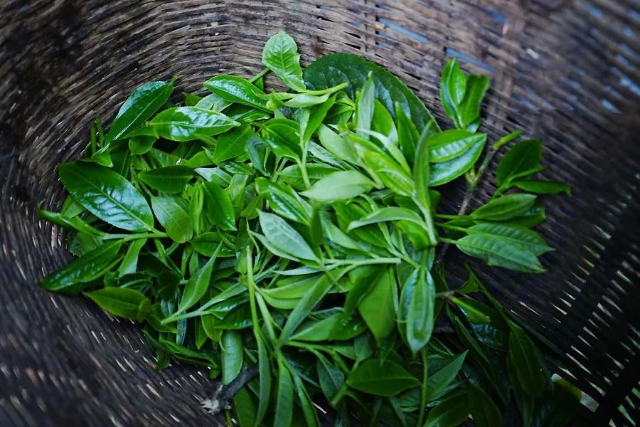 2023年香竹箐古樹春茶多少一公斤？