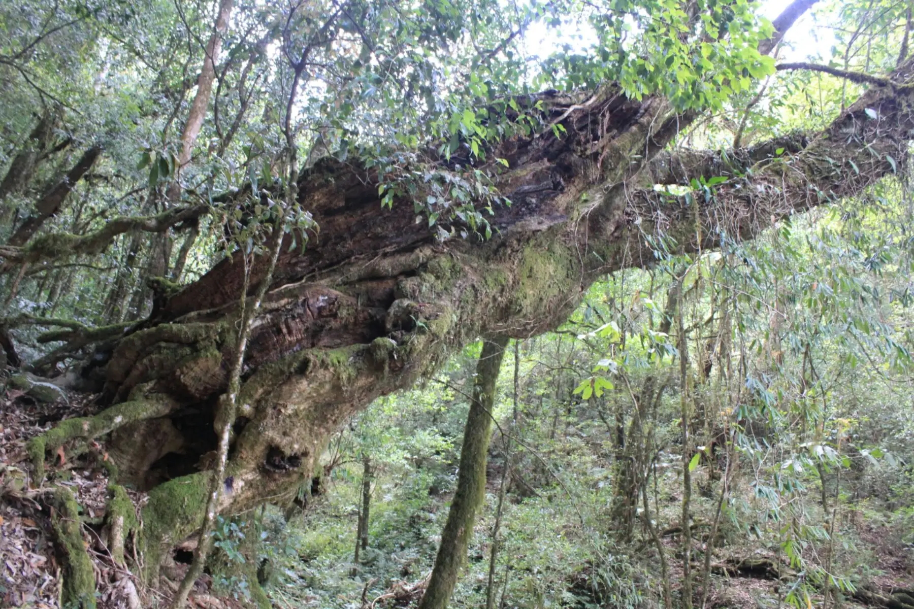 2023年大雪山古樹春茶口感怎么樣？