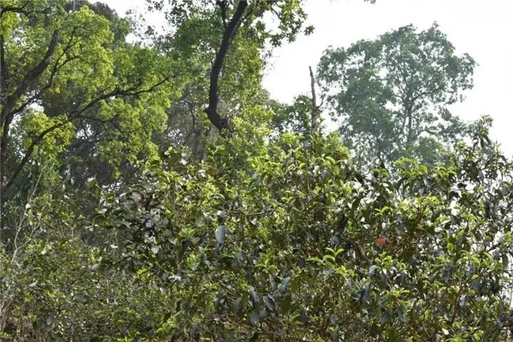 2023年大雪山古樹春茶多少錢一公斤？