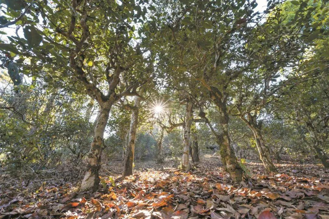 2023年忙肺古樹(shù)春茶特點(diǎn)是什么？