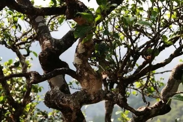 2023年忙肺古樹(shù)春茶價(jià)格是多少？