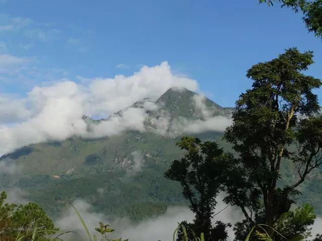 2023年忙肺古樹(shù)春茶多少一公斤？