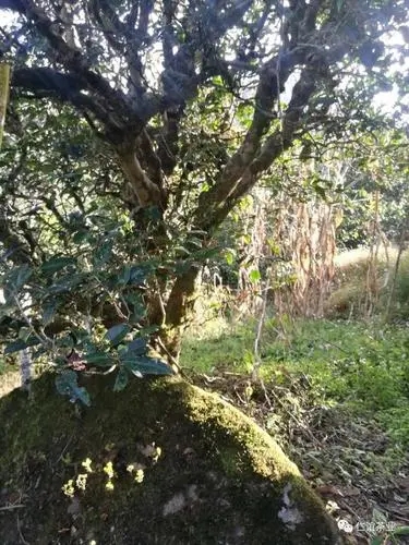 2023年那罕古樹(shù)春茶口感怎么樣？