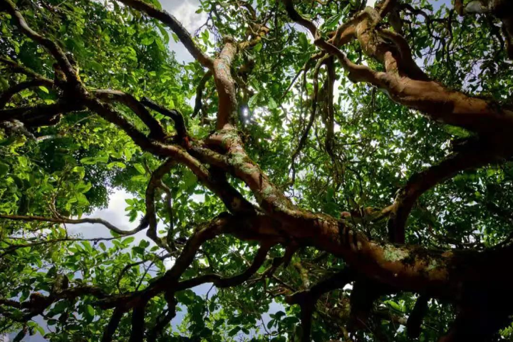 2023年那罕古樹(shù)春茶價(jià)格是多少？