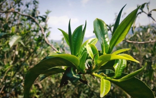 2023年小戶賽古樹春茶品質(zhì)怎么樣？