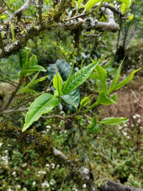 2023年小戶賽古樹春茶特點(diǎn)是什么?