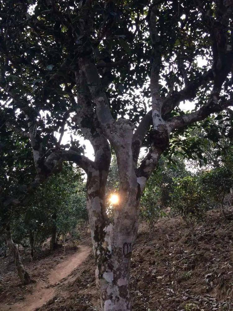 2023年小戶賽古樹春茶口感如何？