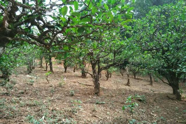 2023年小戶賽古樹春茶多少一公斤？