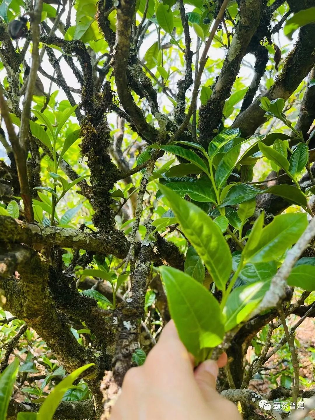 2023年正氣塘古樹春茶品質(zhì)如何？