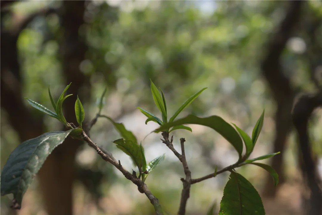 2023年壩糯古樹春茶品質(zhì)如何？