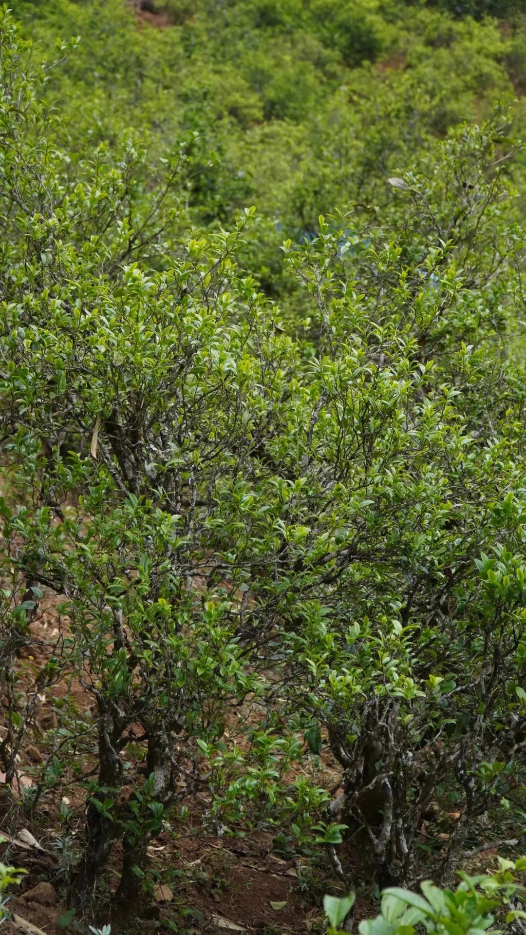 2023年壩糯古樹春茶特點(diǎn)是什么？