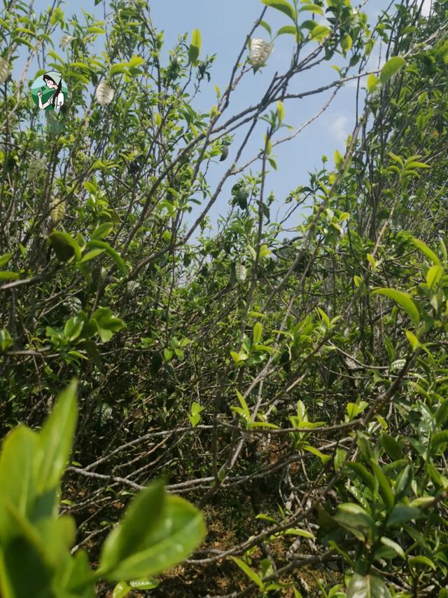 2023年壩糯古樹春茶價(jià)格是多少？