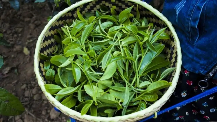 2023年那蕉古樹春茶特點是什么？