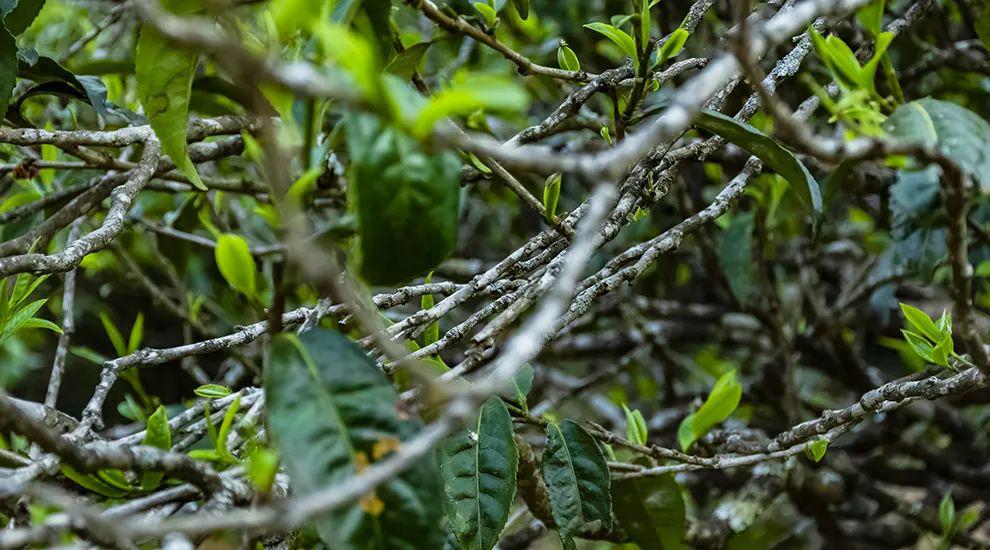 2023年那蕉古樹春茶多少一公斤？