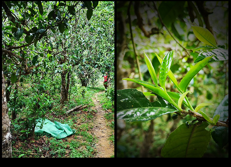 2023年南迫古樹春茶特點是什么？