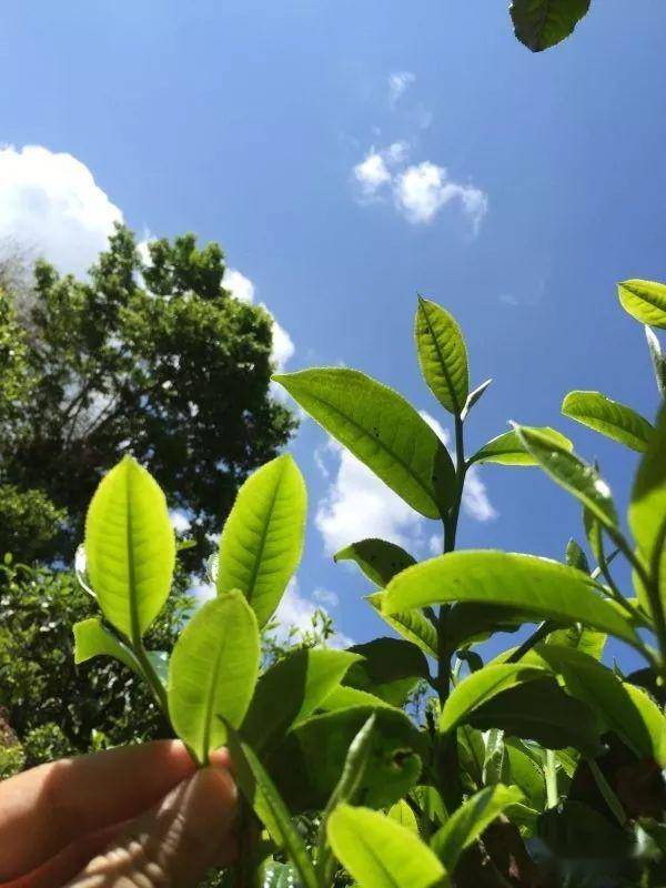 2023年南迫古樹春茶價格是多少？