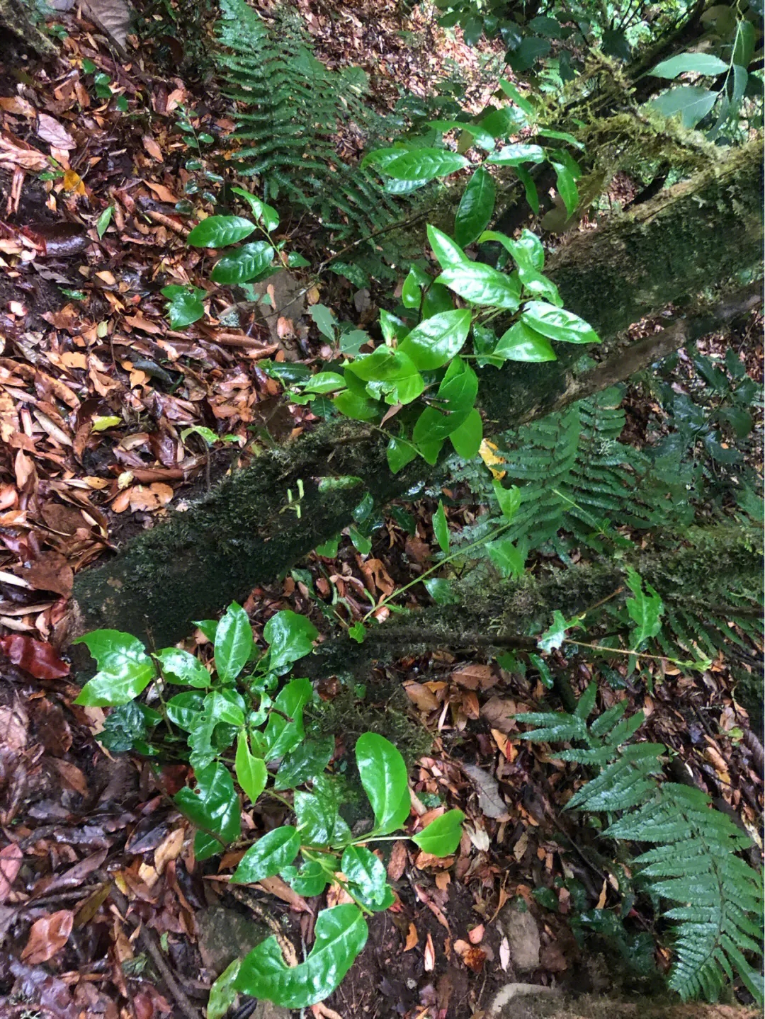 2023年南迫古樹春茶多少一公斤？