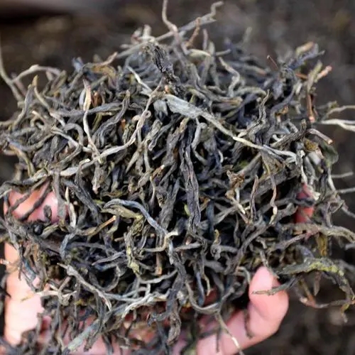 2023年地界古樹春茶品質如何？