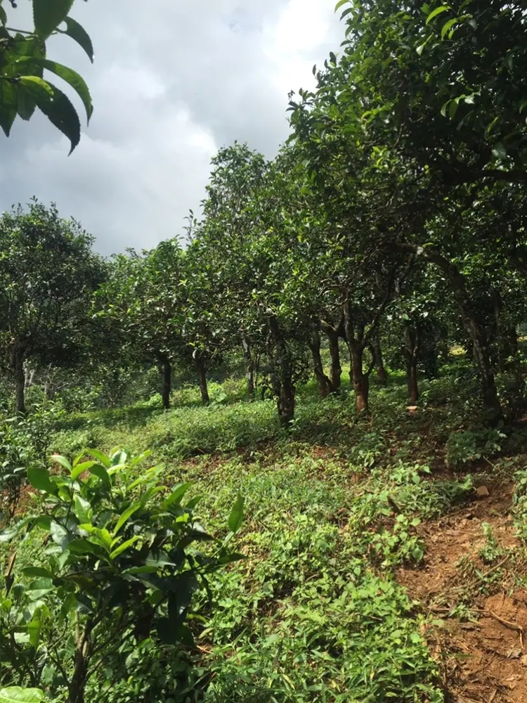 2023年地界古樹(shù)春茶特點(diǎn)是什么？