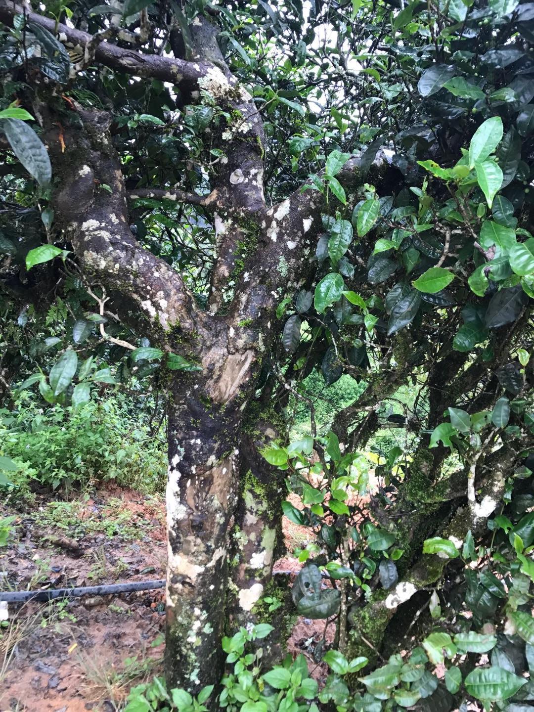 2023年地界古樹(shù)春茶價(jià)格是多少？