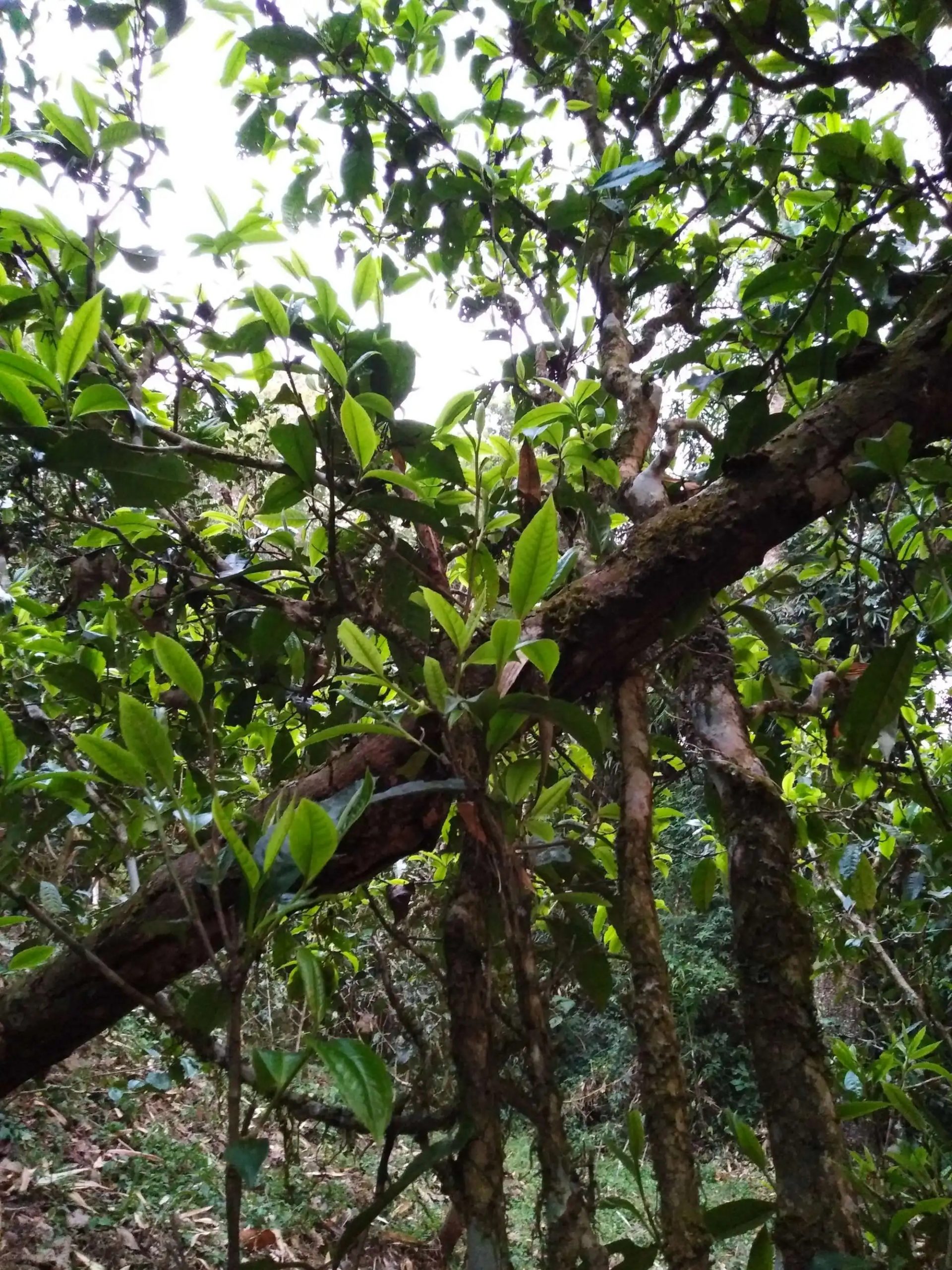 2023年糯伍古樹(shù)春茶品質(zhì)如何？