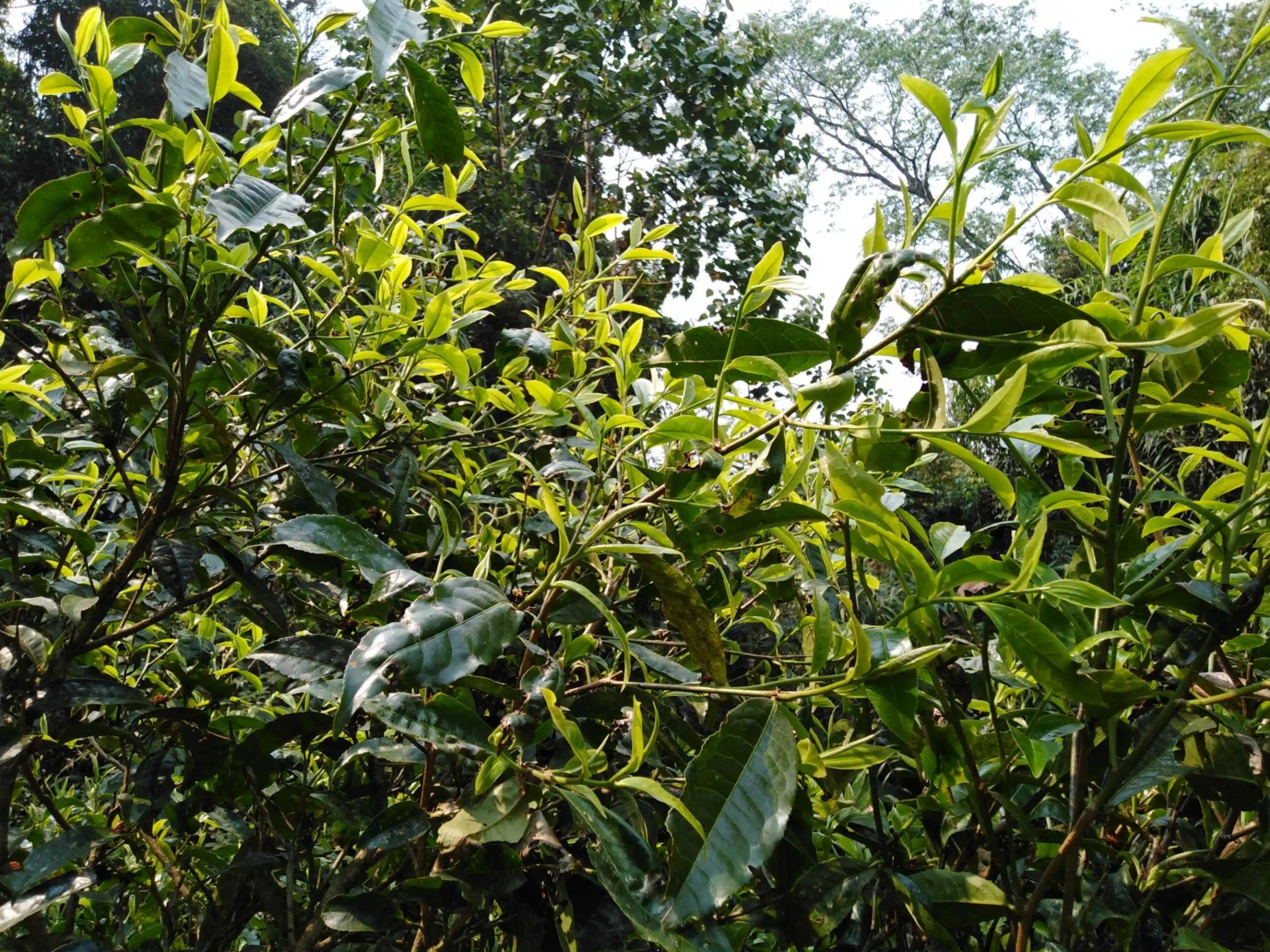 2023糯伍古樹(shù)春茶口感怎么樣？