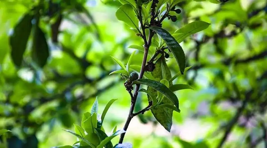 2023糯伍古樹(shù)春茶價(jià)格是多少？