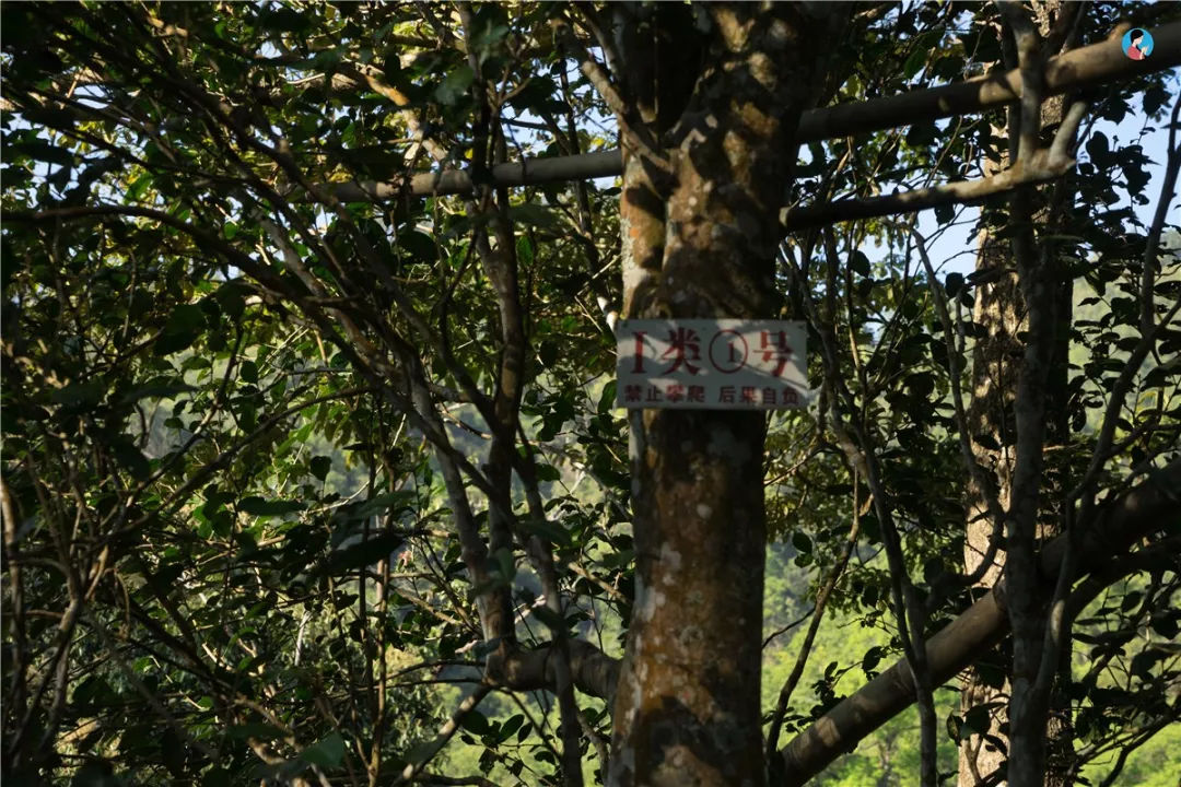 2023年薄荷塘古樹(shù)春茶價(jià)格是多少？