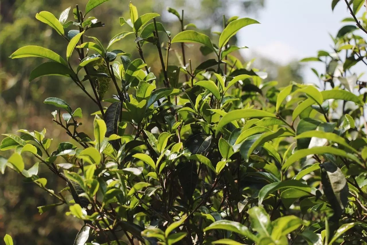 2023年彎弓古樹(shù)春茶品質(zhì)如何？