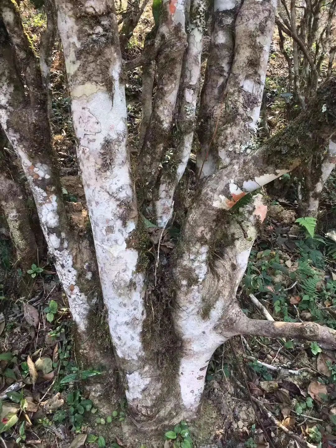 2023年彎弓古樹(shù)春茶口感如何？