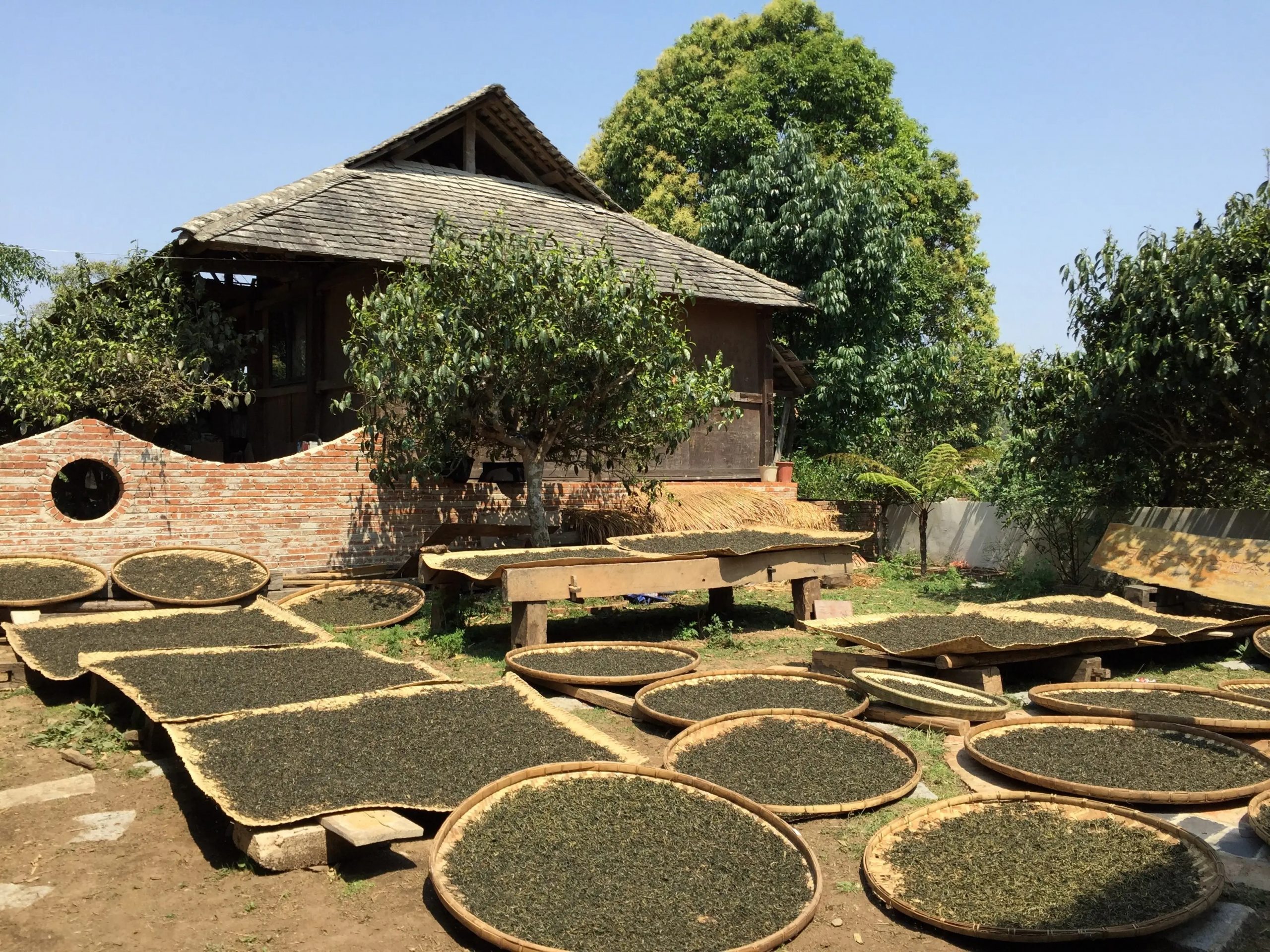 2023年彎弓古樹春茶多少一公斤？