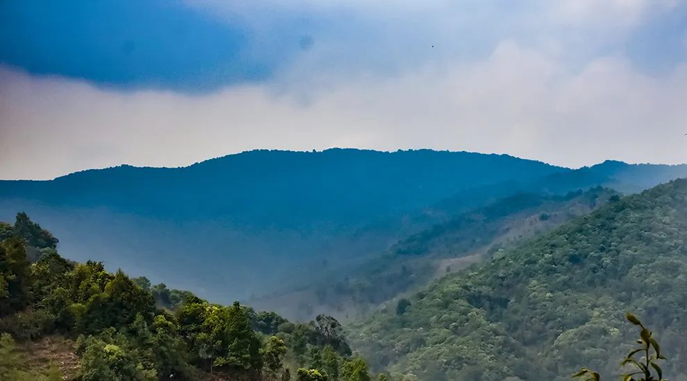 2023年勐庫大忠山古樹春茶品質(zhì)怎么樣？