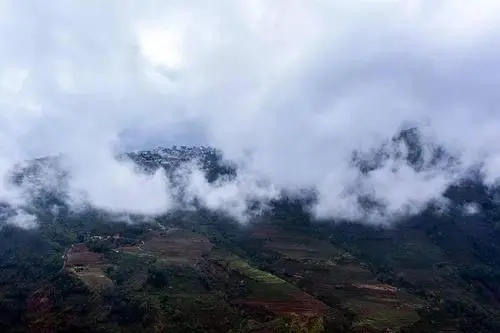 2023年勐庫大忠山古樹春茶口感如何？