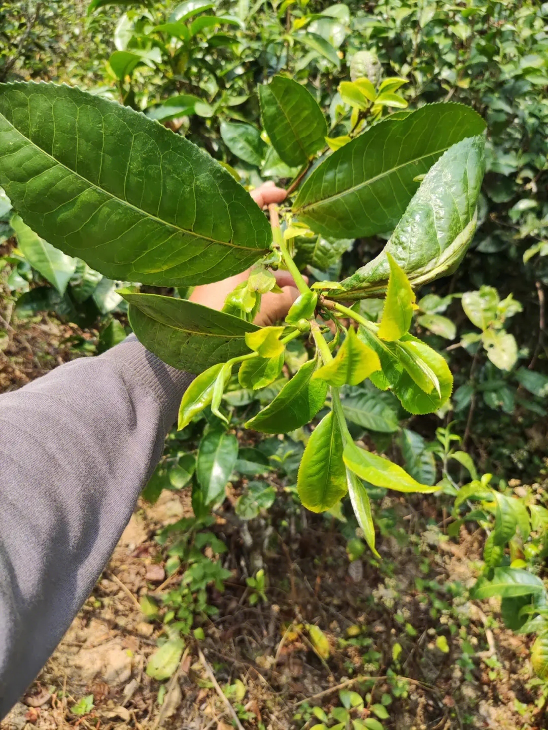 2023年勐庫小荒田古樹春茶品質(zhì)如何？