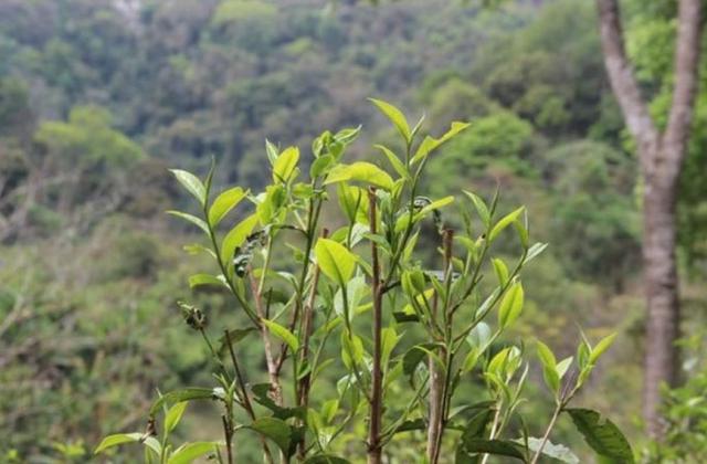 2023年勐庫那蕉古樹春茶品質(zhì)如何？