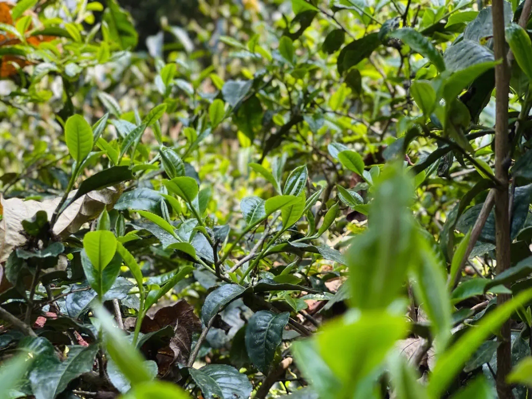 2023年勐庫那蕉古樹春茶多少一公斤？