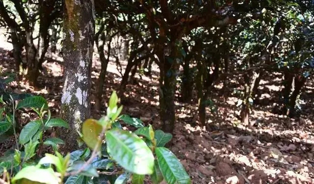 2023年勐庫豆腐寨古樹春茶價格是多少？