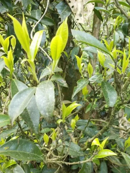 2023年勐庫河邊寨古樹春茶多少一公斤？