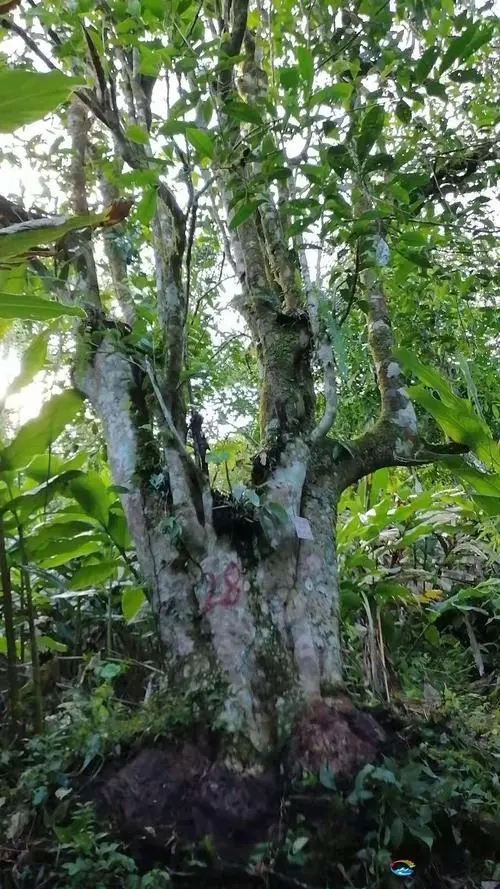 2023年麻栗坡古樹春茶品質(zhì)如何？