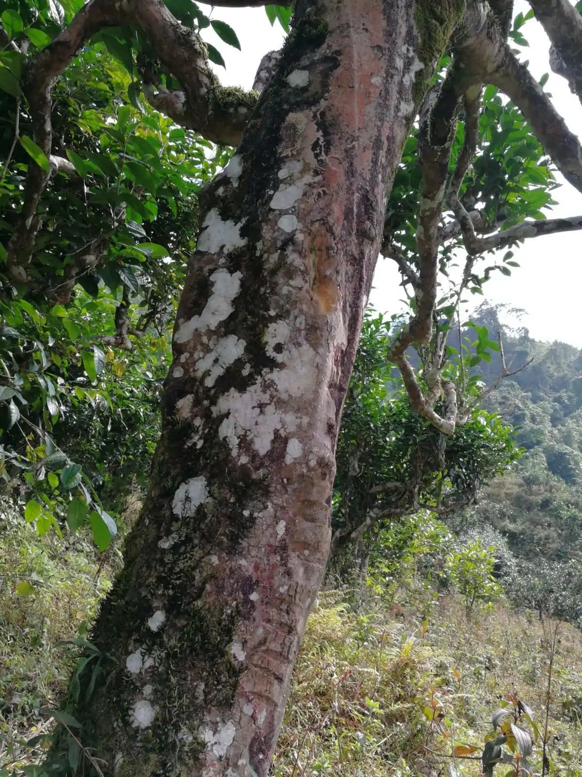 2023年麻栗坡古樹春茶特點是什么？